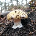 Amanite jonquille, amanita gemmata
