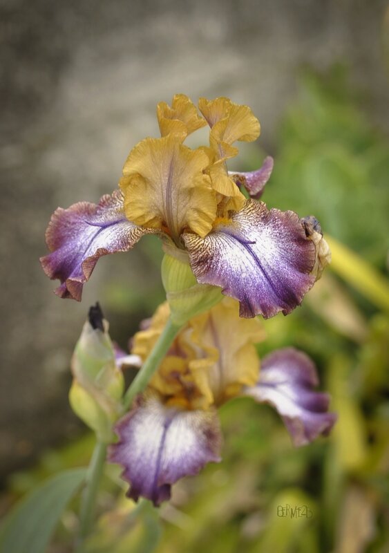 _DSC5858 Iris 2S