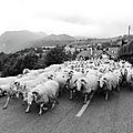 Transhumance route_A99A4391NB