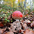 Jeune amanite tue-mouches dans le sentier Boesou...
