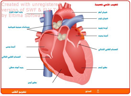 دراسة مكونات القلب داخليا وخارجيا Anatomie Et Biologie En Flash