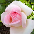 2010 - La Roseraie de l'Haÿ-les-Roses