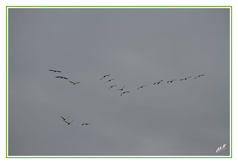 Grues_2010_11_11_1413_GF