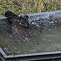 IMG_0223 - Copie