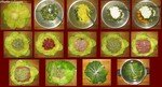 chou_farci_volaille_et_herbes
