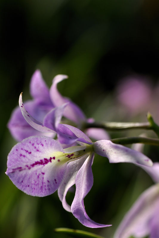 _DSC00965483