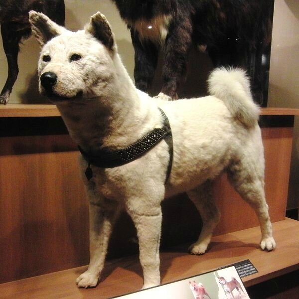 Hachiko au musée