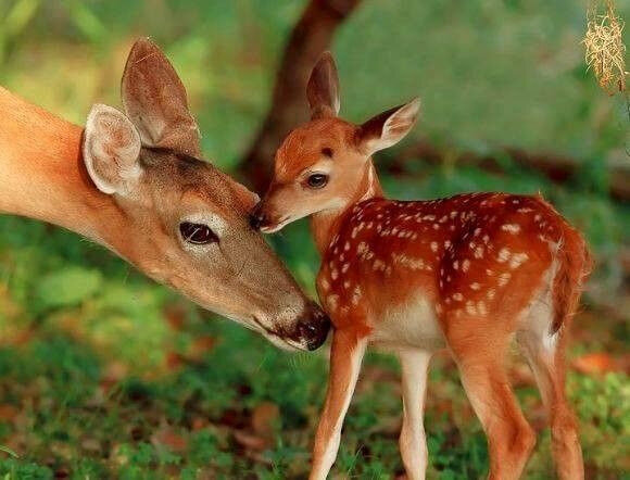 Concours ayant pour thème "Les animaux des bois" 124938925