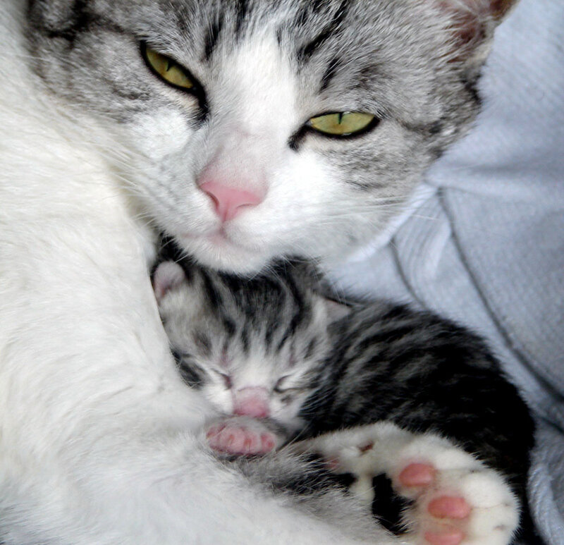 Chat_1