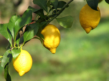 3_lemons_3_citrons