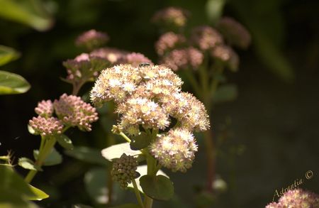 sedum_rhubarb_05