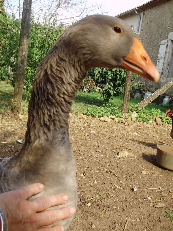Une Oie Peut Elle Vivre Seule Aglaée , Sidonie , mes oies - LE JARDIN DE MEMERE HERISSON