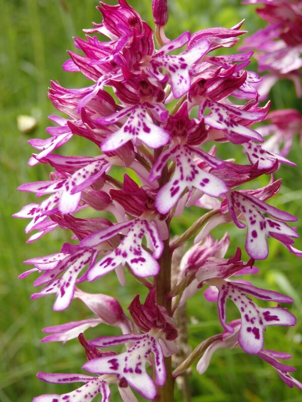 orchis hybrida (2)