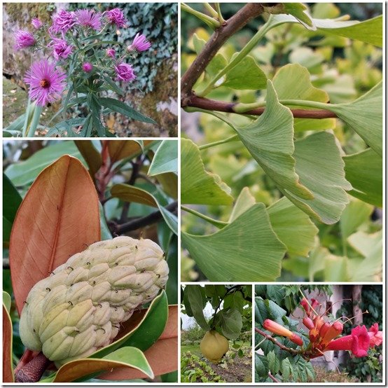 jardin 27 septembre 20212