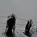 Piquets couverts de neige sur la route d'Orion...