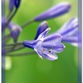 Agapanthe 002