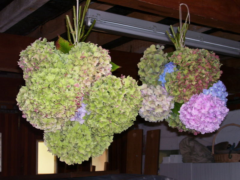 Les Hortensias Le Jardin De Cruik Les Fleurs Les