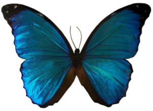 pfl_papillon_bleu_fonce_p