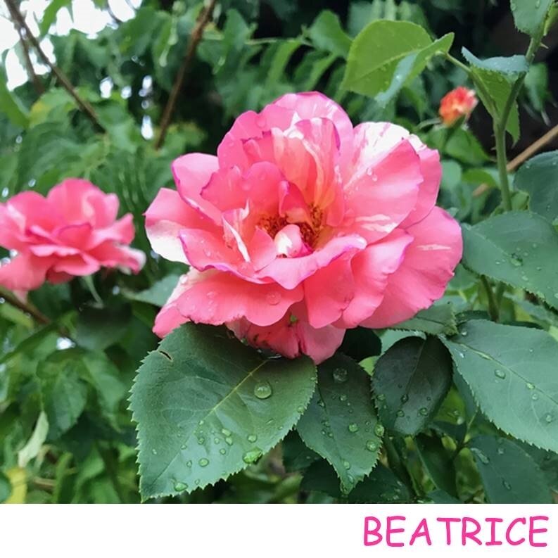 BEA