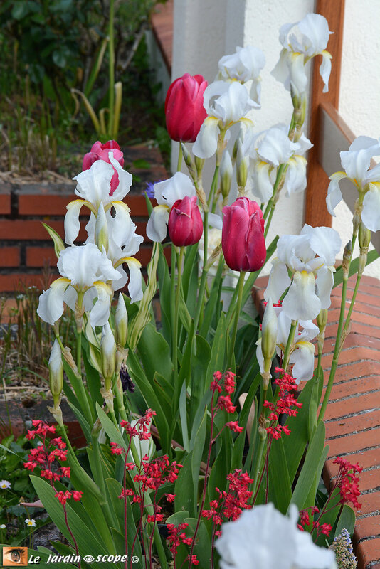 Iris-tulipes