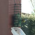 Mouguerre, oiseau de balcon, mars