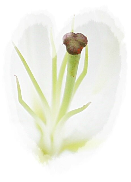 MACRO LYS PARFUME COROLLE DE PRES