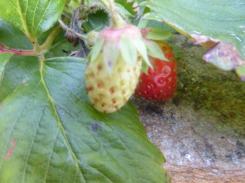 18-fraises