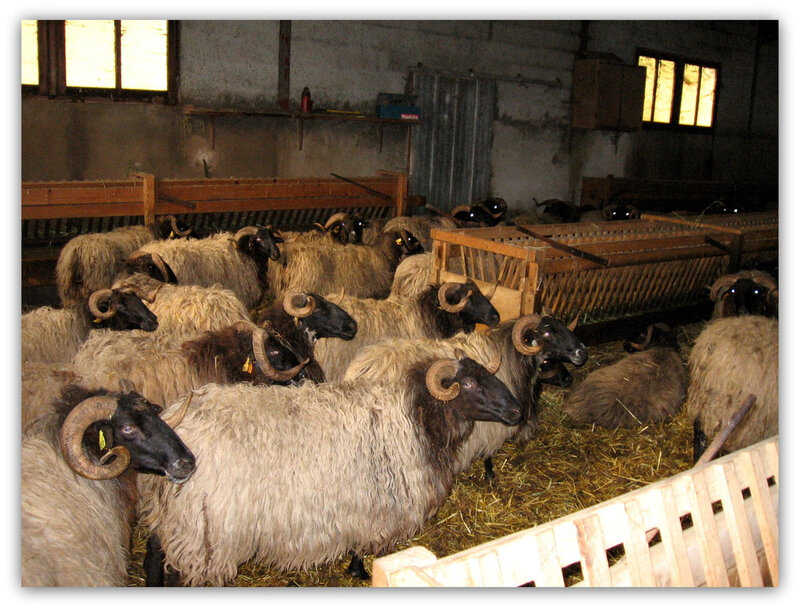 11012007-ls-brebis-dans-la-bergerie-dans-la-maison-natale-de-mon-mari-9b8990f2-c8bb-4c8a-b001-bb8ea8566c1a