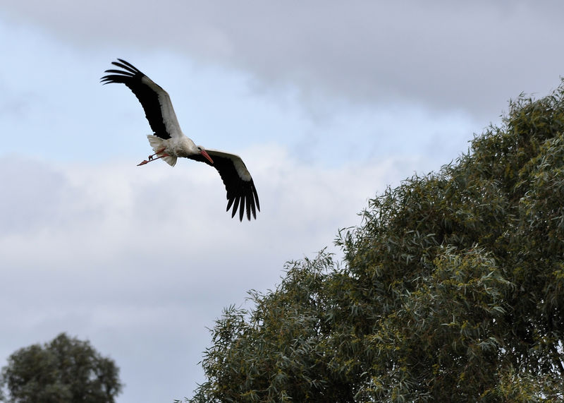 _DSC0033_Cigogne_