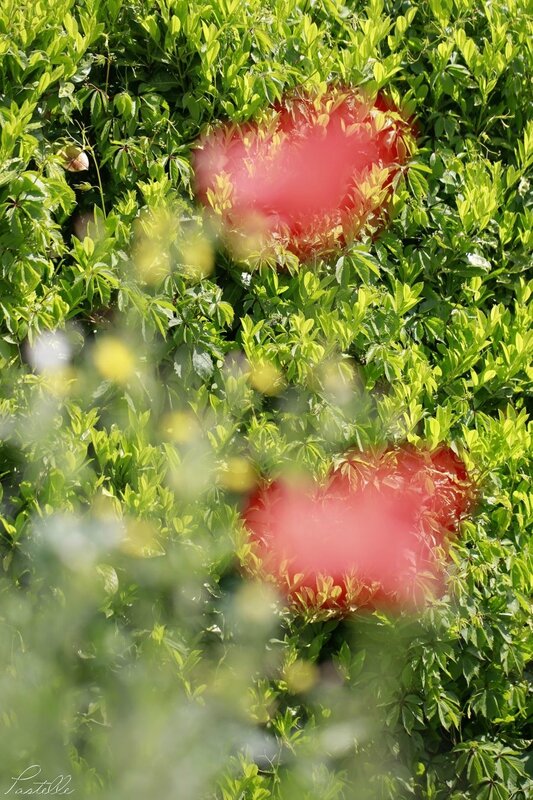 Coquelicots flous_2014 05 04_4644