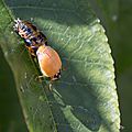 naissance-coccinelle-15-09