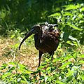 Ibis Falcinelle - Plegadis falcinellus
