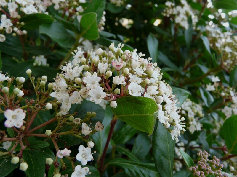 Janvier Fleuri Le Jardin De Marguerite Rose