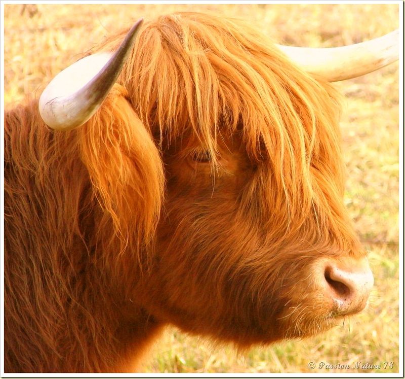 La vache de race Highland (8)