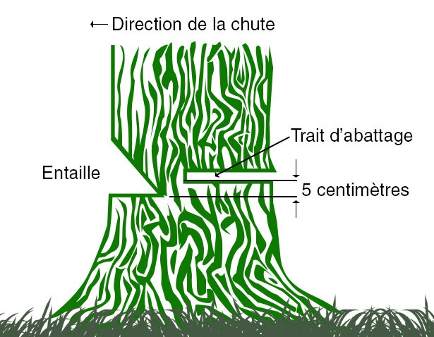 comment-abattre-un-arbre