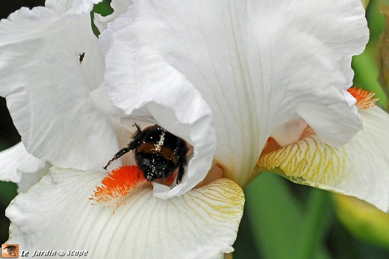 Iris-blanc-et-bourdon