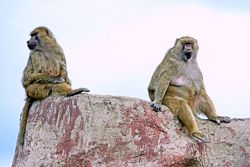 ONTARIO-00419_-_Baboons_(16149353900)