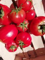 tomates