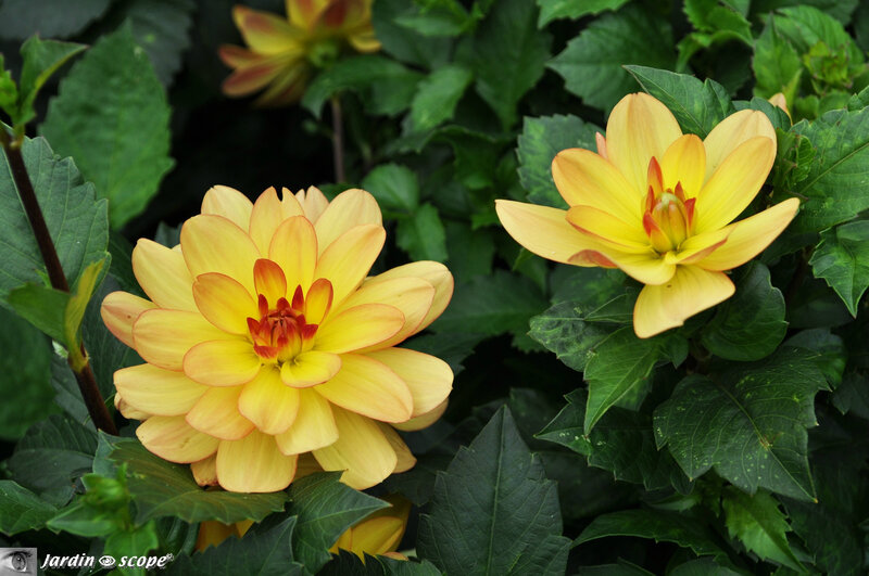 098-Dahlia-Millefleurs