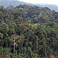 La forêt humide d'amazonie