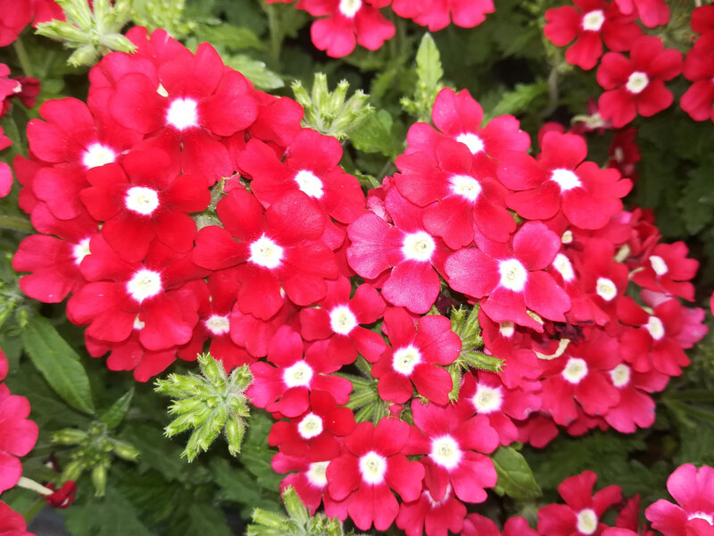20 Verveine samba