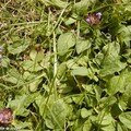 Appelée aussi herbe aux charpentiers ou petite consoude…