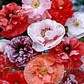 2022, déclarée année du coquelicot et du basilic par fleuroselect