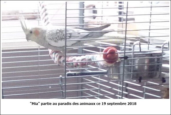 Trois oiseaux de plus brodés ...... et 121365208