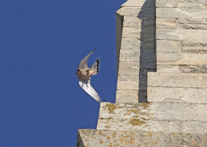 Oiseau faucon crécerelle église St Etienne 221120 16 ym