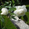 les roses du jardin blanc