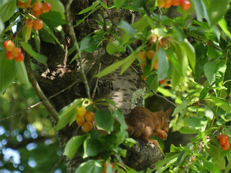 Cerisier écureuil mange cerise 040622 1