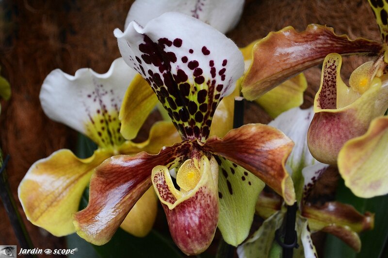 Orchidée-332