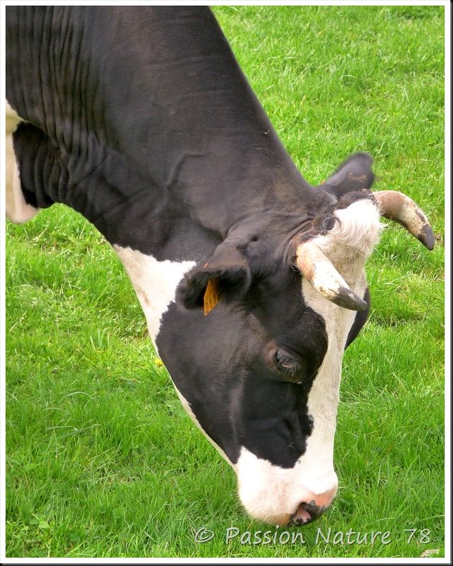La vache Prim'Holstein (9)