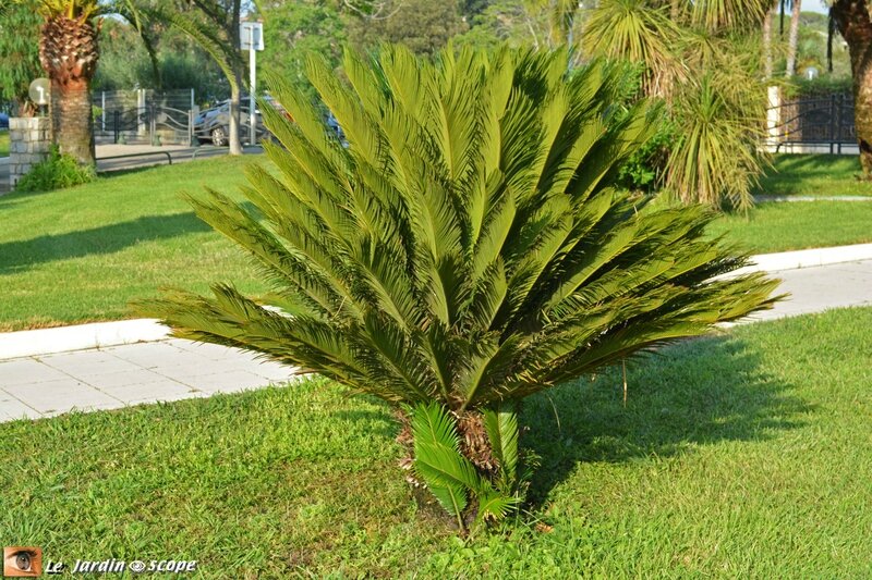 Cycas-du-Japon